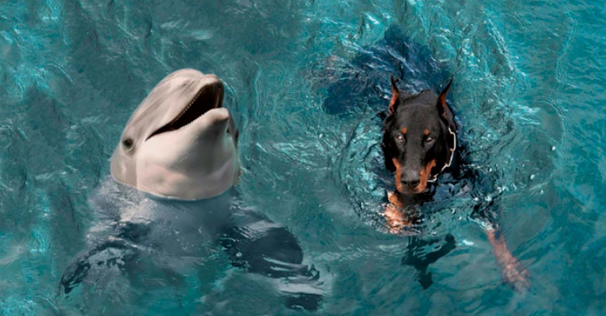 Delfines salvan la vida de un perrito que se había caído a un canal