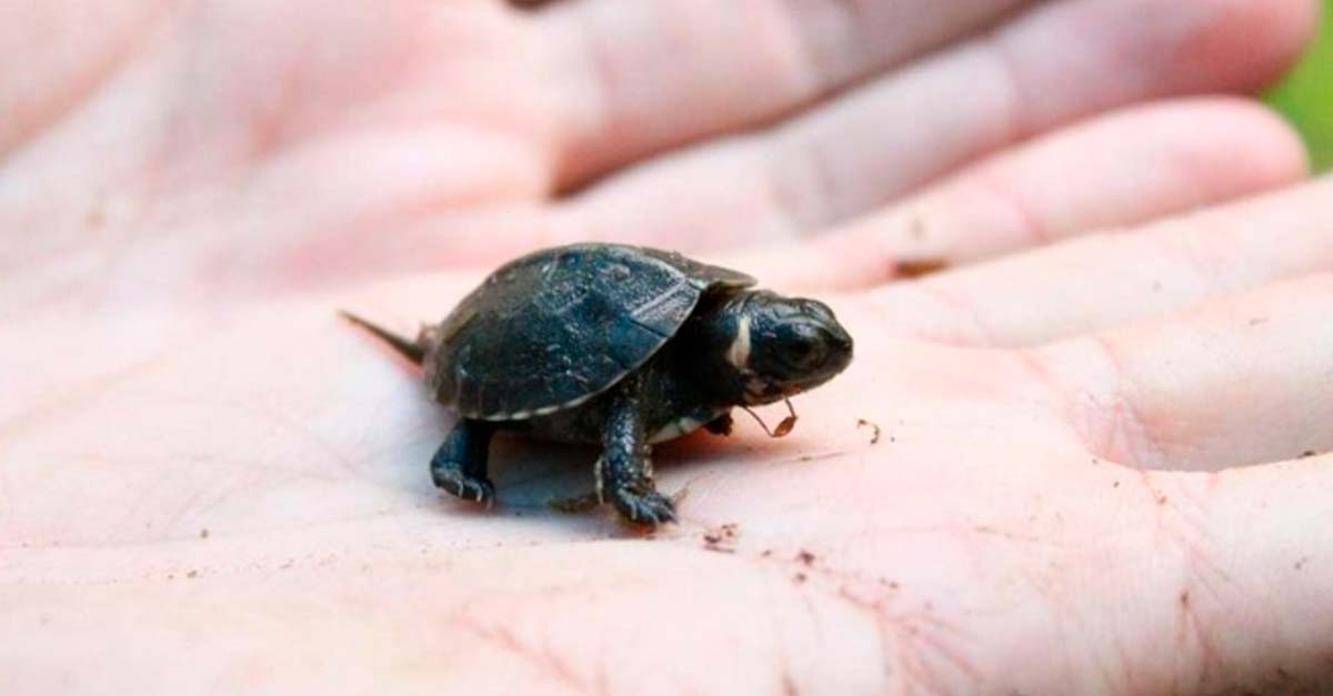 Templo hindú salva de la extinción a las tortugas negras de caparazón blando
