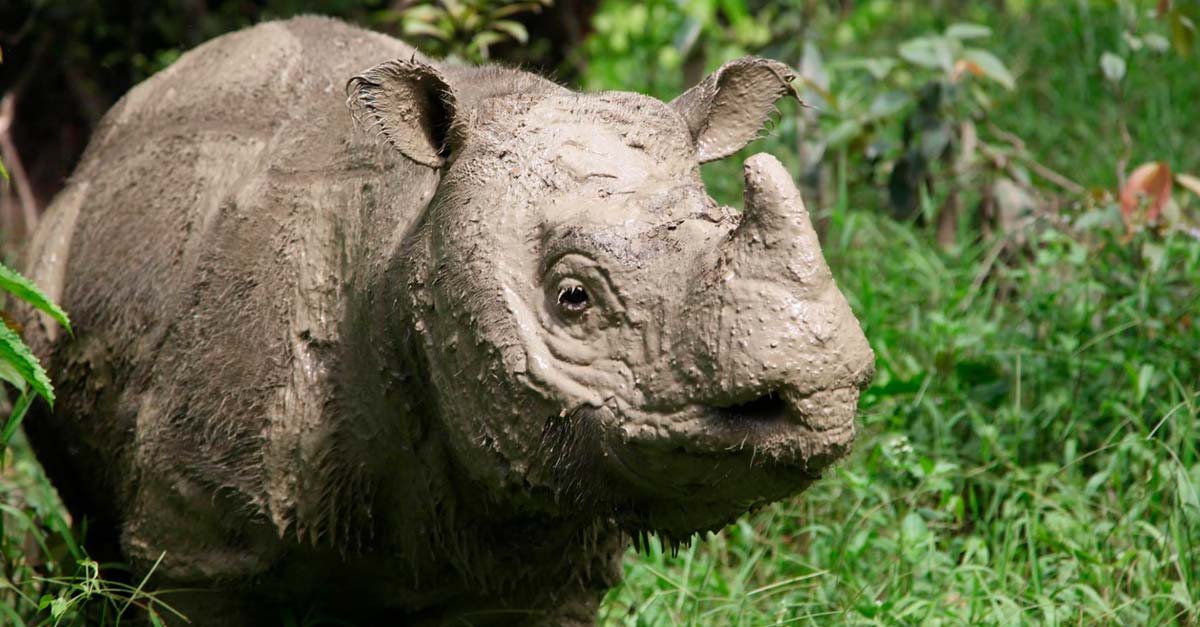 Hoy le decimos adiós al último rinoceronte de Sumatra conocido