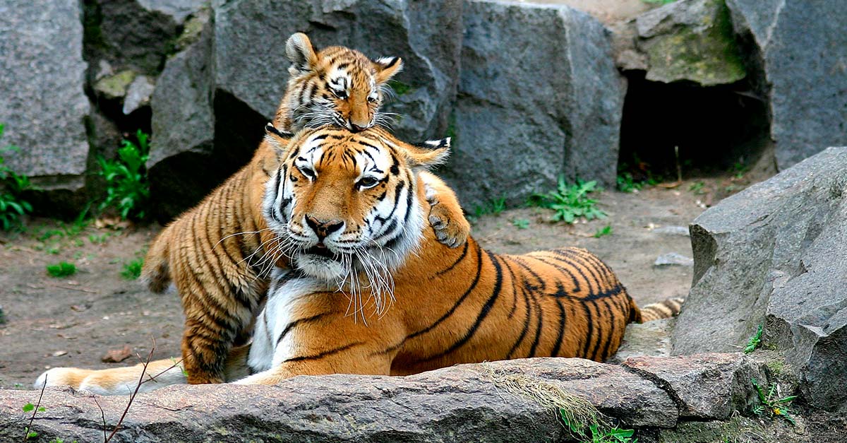Buenas noticias! India logró aumentar su población de tigres en un 30%