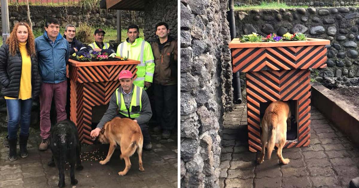 Municipalidad chilena instala macetas que sirven de casita para los perros sin hogar