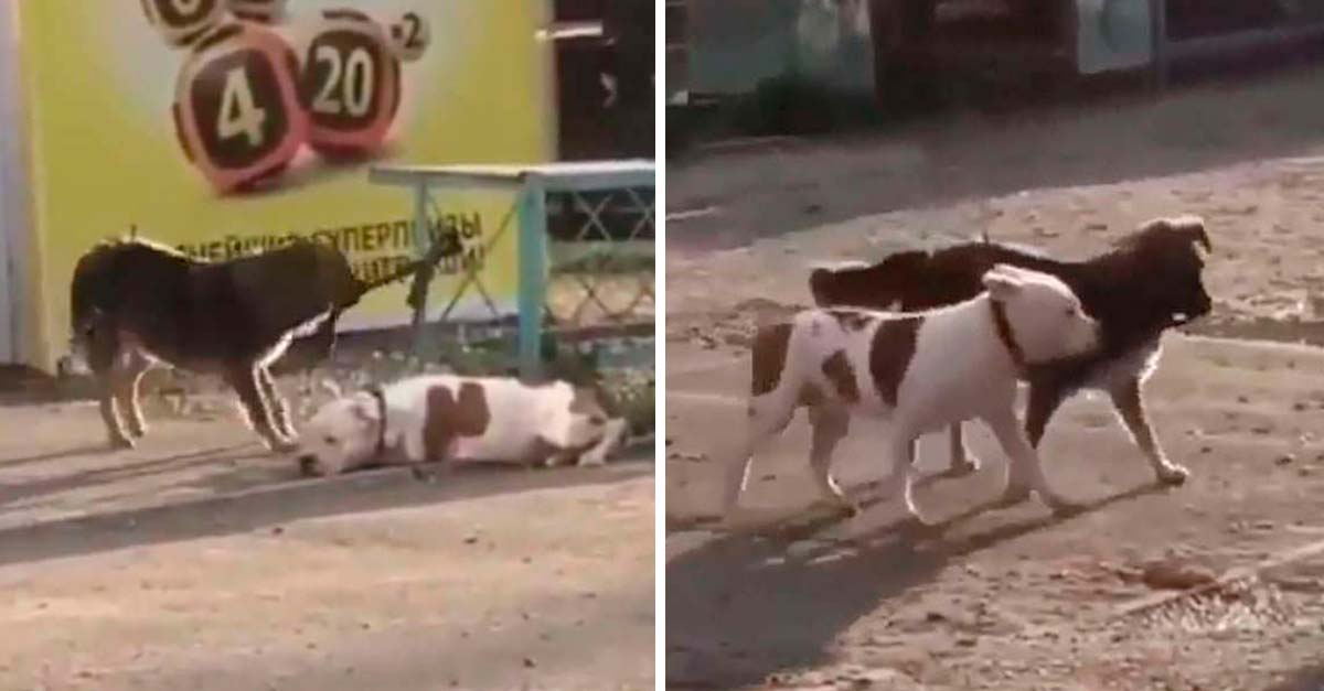 Un perrito de la calle vio a otro perrito en un patio atado y lo liberó