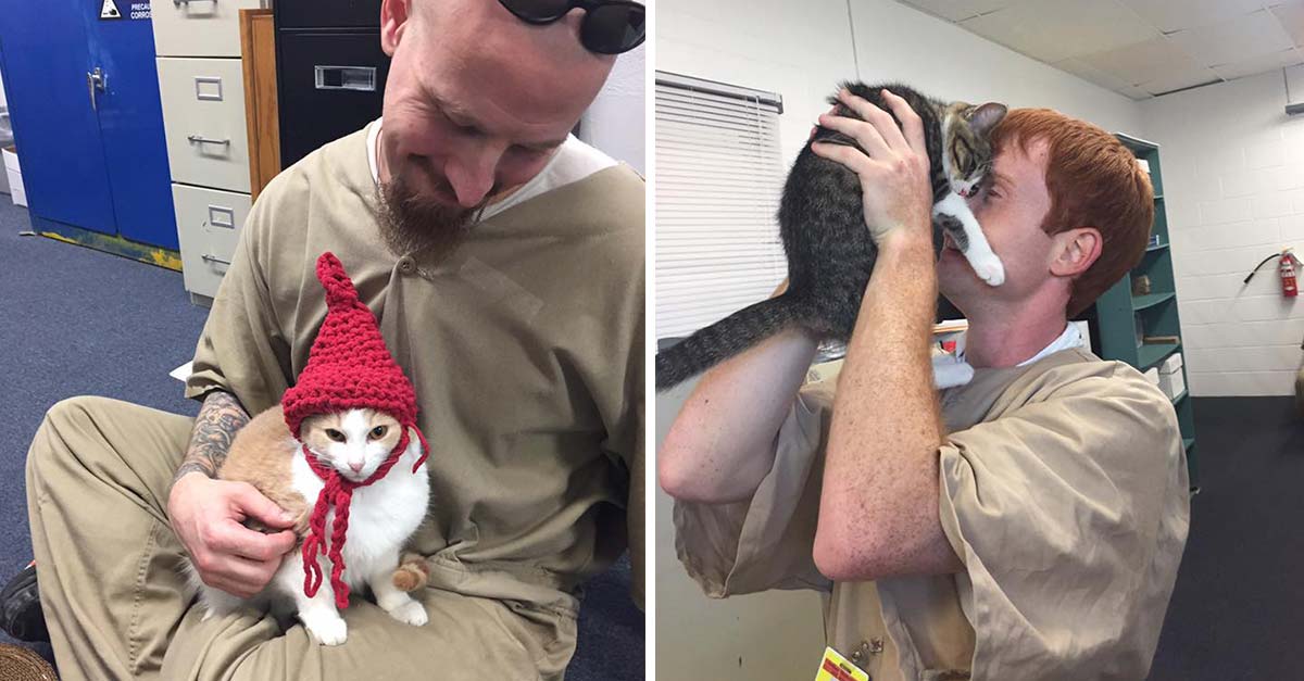 Penitenciaría construyó un refugio para gatos rescatados y los reclusos cuidan de ellos