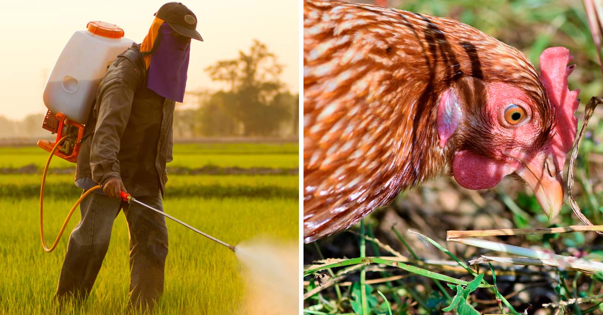 Francia le dice NO a los pesticidas y apuesta por lo natural…las gallinas!!