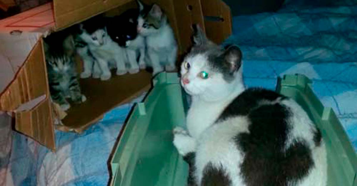 Dos hermanos ayudaron a esta gatita, ella vio que eran buenos y les llevó a sus bebés