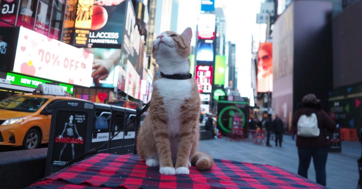 Son libres de rasguñar, Nueva York prohíbe quitarle las uñas a los gatos