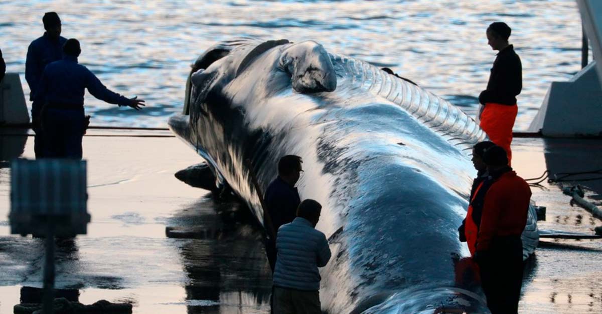 Islandia aprueba seguir acabando con la vida de 2000 ballenas por los siguientes cuatro años