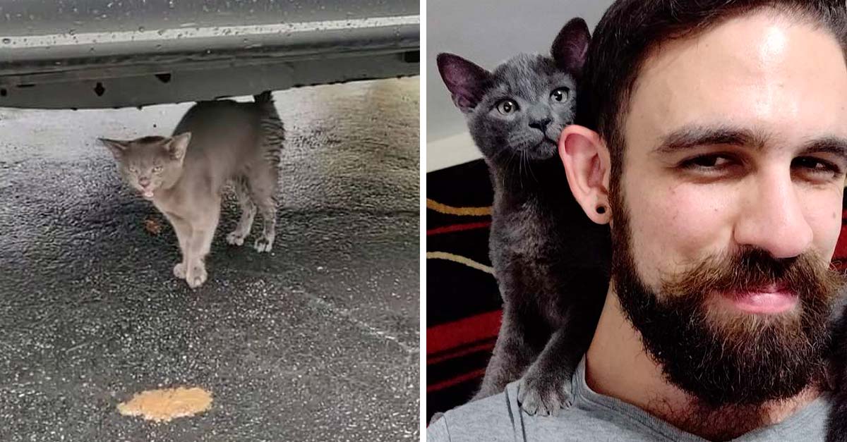 Este gatito se cruzó en el camino de este hombre y no dejó de llorar hasta que lo adoptó