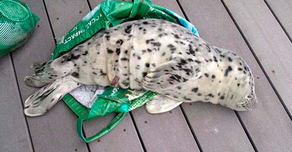 Mujer intentó robarse una foca bebé para hacerla su mascota, lamentablemente esta falleció
