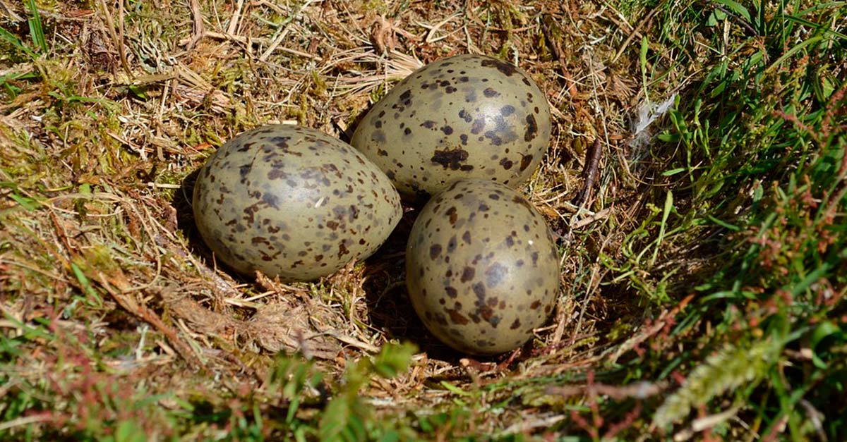 Cuando los embriones de gaviota sienten miedo avisan a sus hermanitos de otros huevos