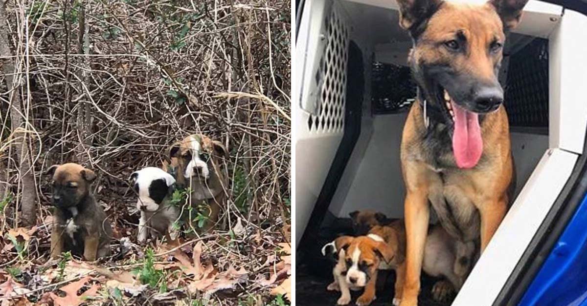 Perrito policía rescata tres cachorros abandonados a los que acogió como a hijitos