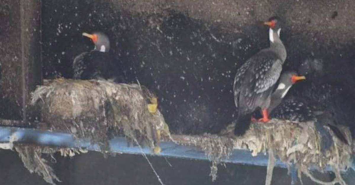 En Chile las aves están falleciendo porque encuentran sólo plástico para armar sus nidos