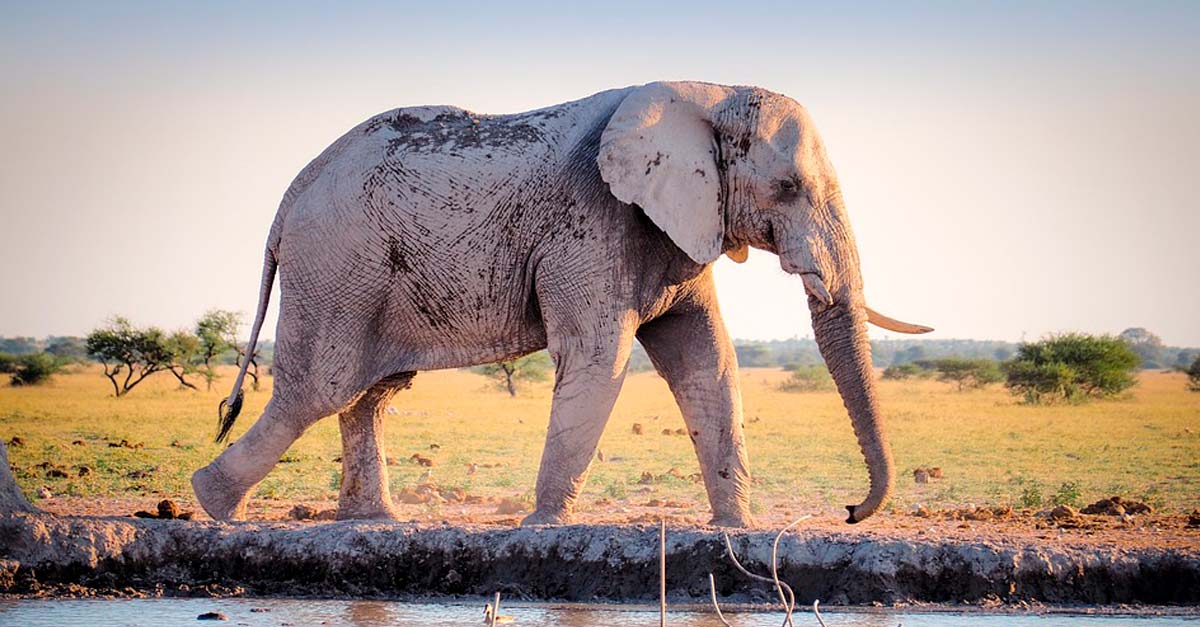 La extinción de los elefantes aumentaría la cantidad de dióxido de carbono en el aire