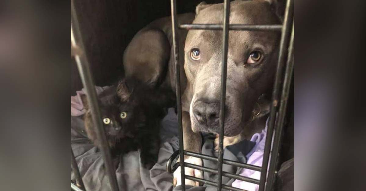 Perrito convence a su mamá de adoptar gatito callejero que rescataron y darían en adopción
