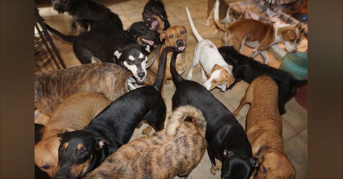Mujer resguardó 97 perritos callejeros en su casa mientras un huracán inundaba su ciudad