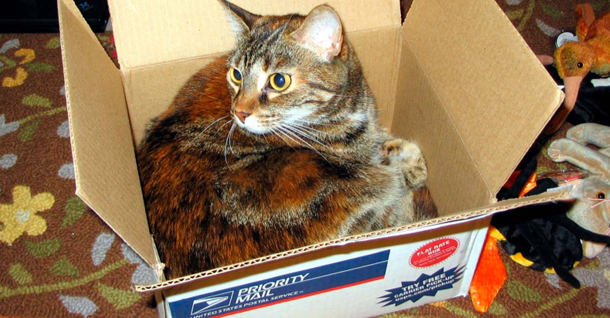 Ni siquiera abandonó su gato en el refugio personalmente, lo mandó en una caja por correo