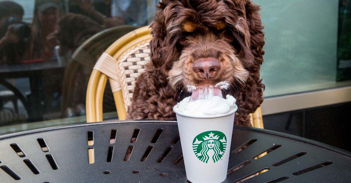Si vas a Starbucks con tu perrito no olvides pedirle un Puppuccino, es gratis!!