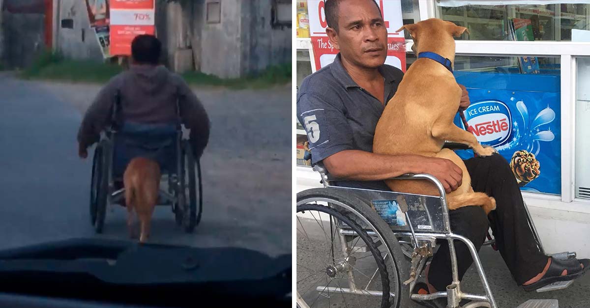 Fiel perrito es visto empujando la silla de ruedas de un hombre con discapacidad