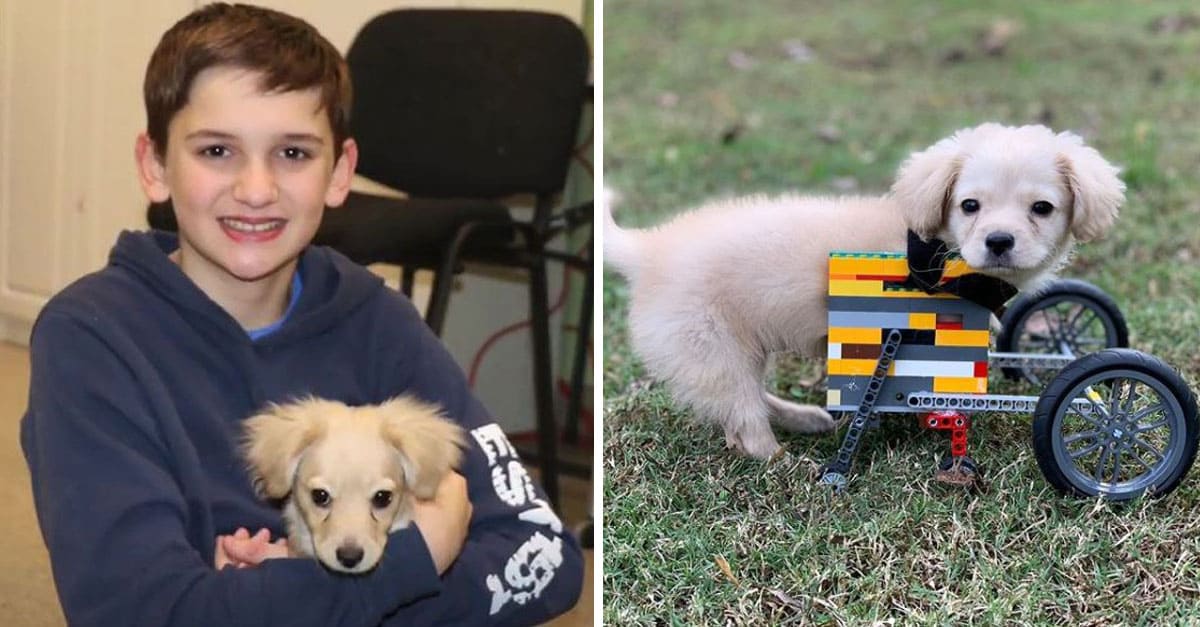 Esta perrita no podía correr pero un héroe de 12 años le armó una sillita con sus Legos