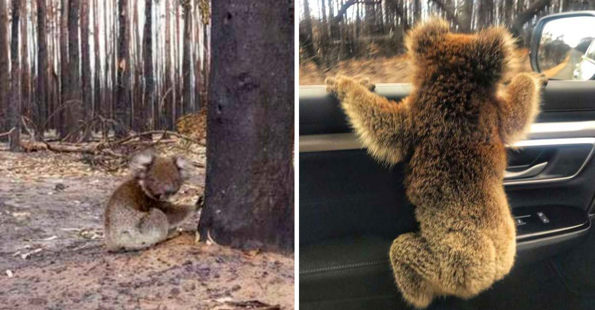 Koala salvado de incendios mira por última vez su hogar, un bosque ahora devastado