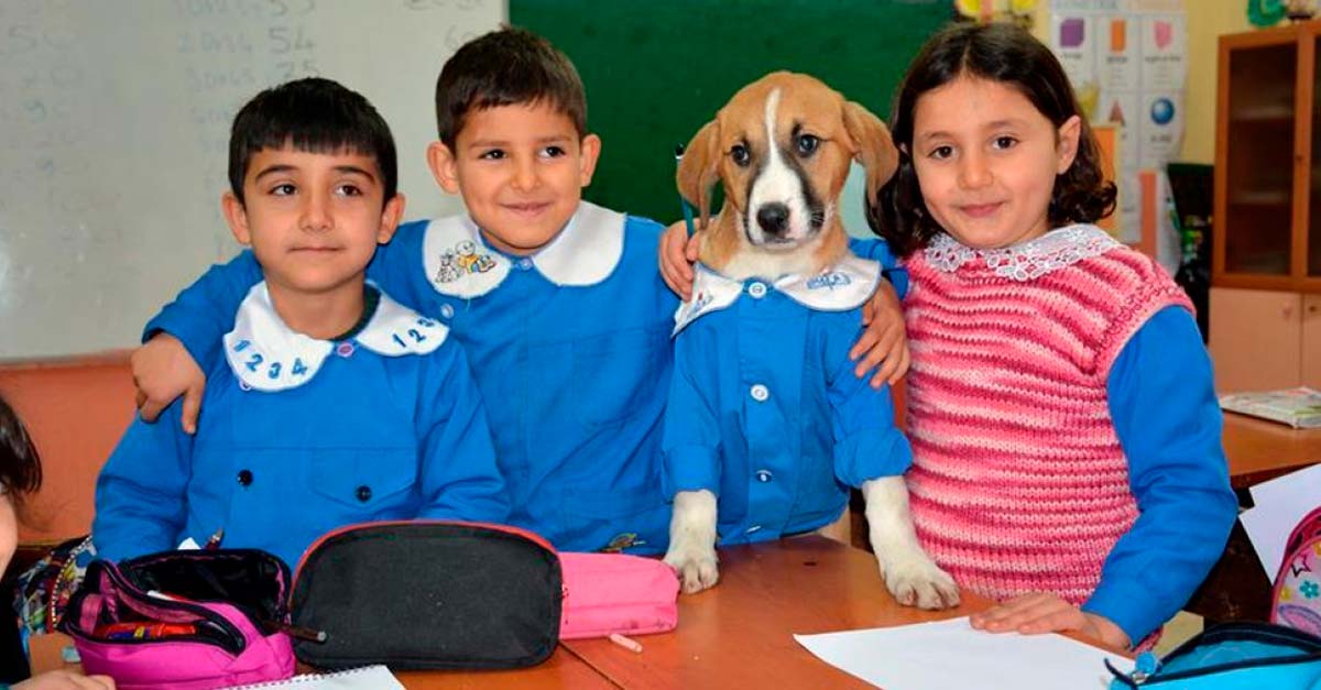 Escuela adopta un perrito callejero y lo convierte en alumno de primaria