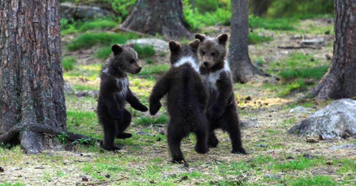 Lo más lindo que verás hoy, fotógrafo capta tres ositos bailando en medio del bosque