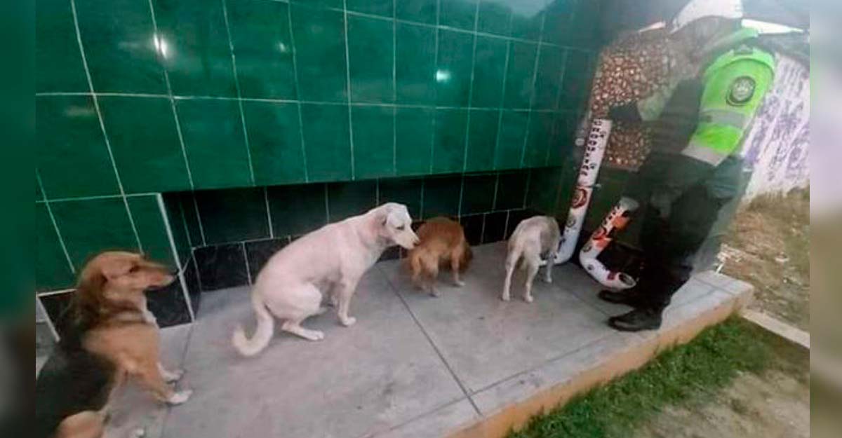 Policía crea comederos para perritos de la calle y ellos hacen fila para comer