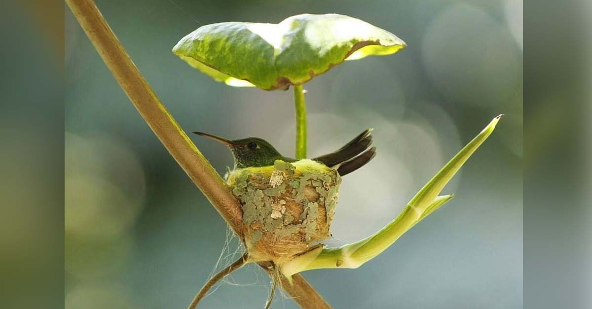 El colibrí más inteligente del mundo, construyó su casita debajo de un techito