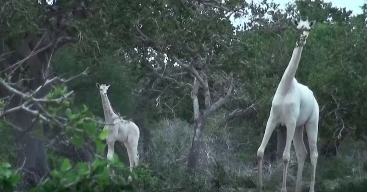Cazadores matan a las únicas jirafas blancas que había en Kenia, una madre y su cría