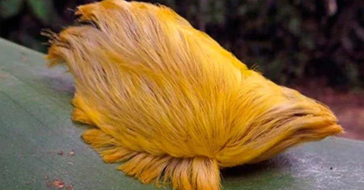 Créeme, no quieres tocar esto y NO, no es la peluca viviente de Trump, es un animal