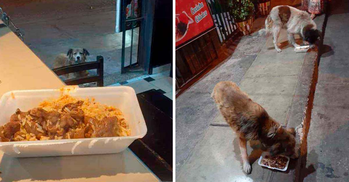 Restaurante peruano tiene menú exclusivo para perritos callejeros, delicioso y gratis