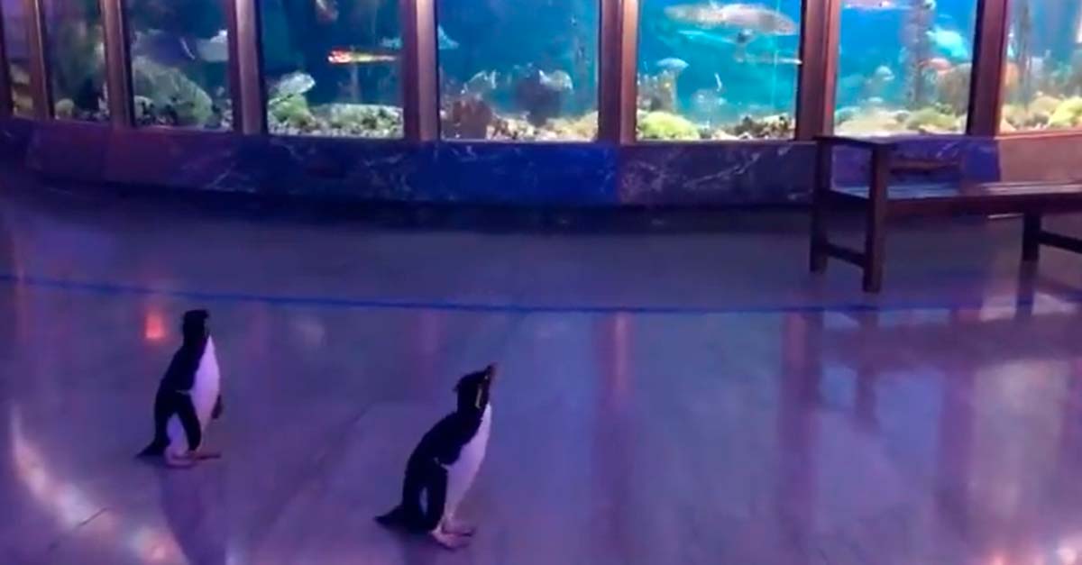 Acuario cerrado por Coronavirus saca a los animales de paseito por las instalaciones