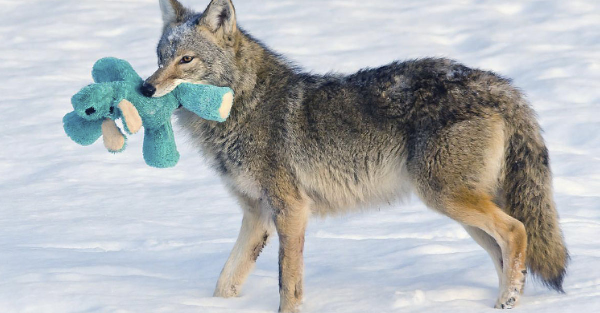 Este coyote salvaje tiene un peluche, juega con él, lo cuida y nunca lo deja atrás