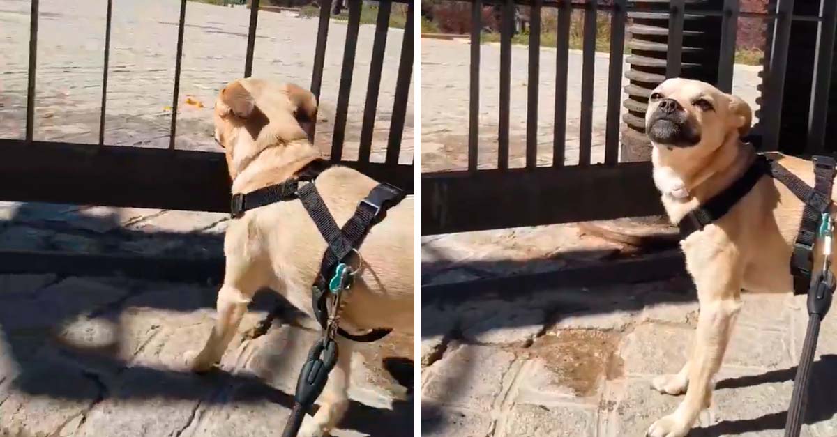 Perrito malcriado se pone a llorar al darse cuenta que su parque preferido está cerrado