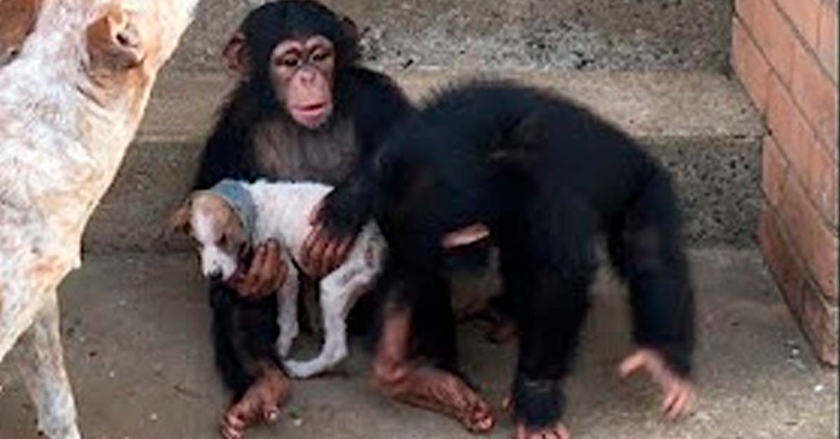 Este perrito enfermo llegó a un refugio de chimpancés y ellos lo cuidaron hasta que sanó