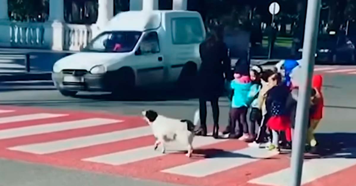 Perrito callejero detiene el tráfico para ayudar a los niños a cruzar la calle