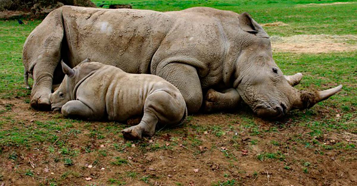 Aumenta caza furtiva de rinocerontes a causa de la falta de turismo en África por Covid