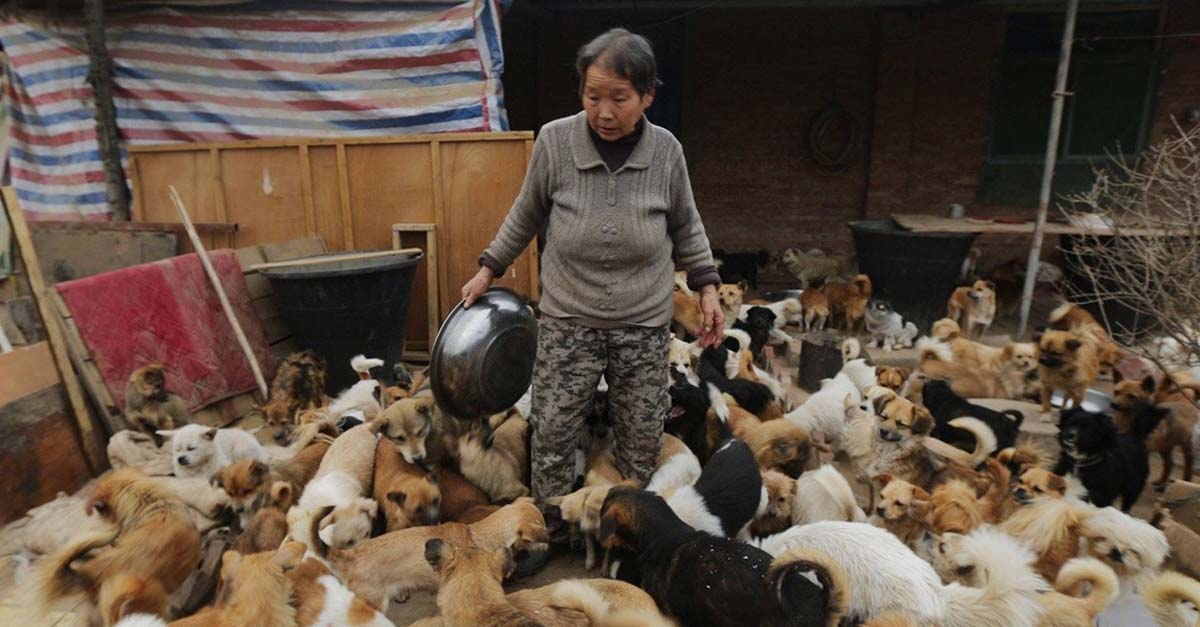 En China también aman a los perros, abuelitas cuidan y protegen a más de mil