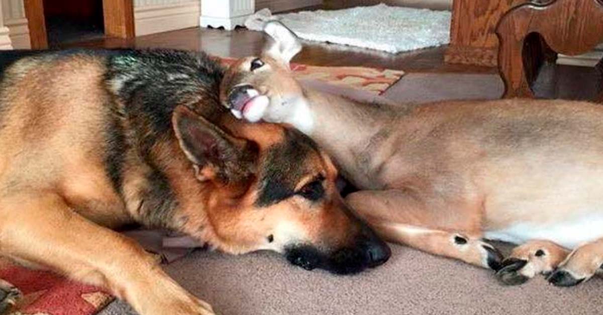 Un perrito es el cuidador de los ciervos huérfanos del bosque, ellos lo aman