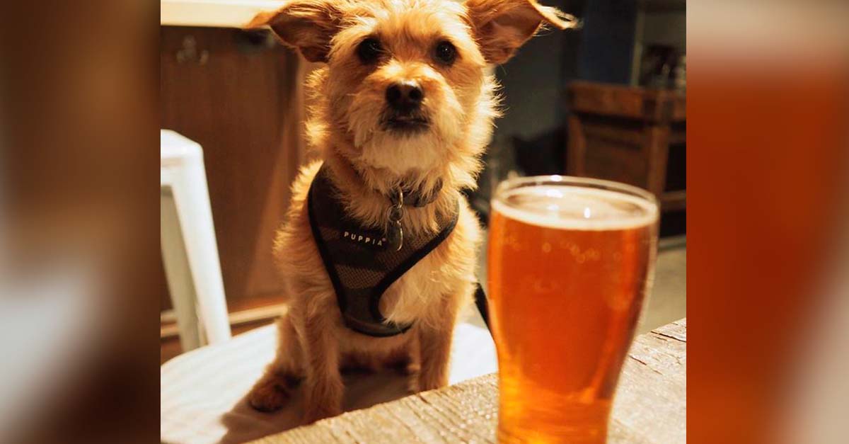 Cervecería está regalando 3 meses de cerveza a quien adopte un perro durante la cuarentena