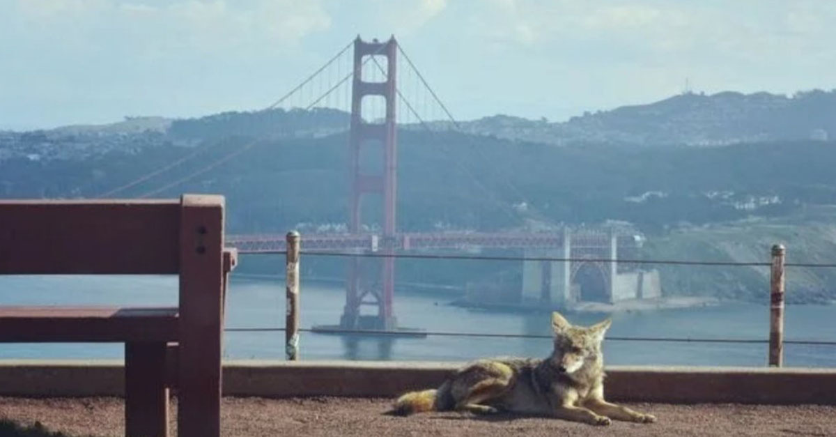 Ya no hay humanos en el Golden Gate, ahora los coyotes son los visitantes frecuentes