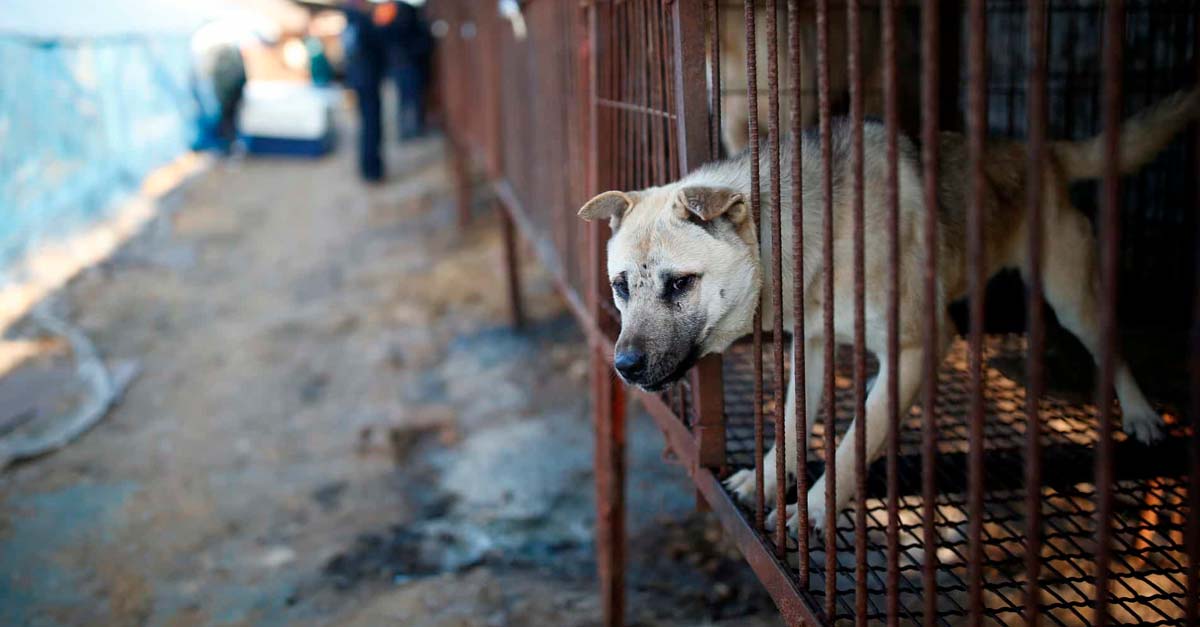 El COVID está cambiando el mundo, China planea prohibir consumo de perros