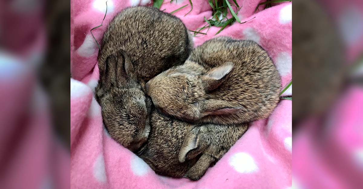 Conejos bebés rescatados se duermen de la forma más adorable posible, hacen un corazón 😍