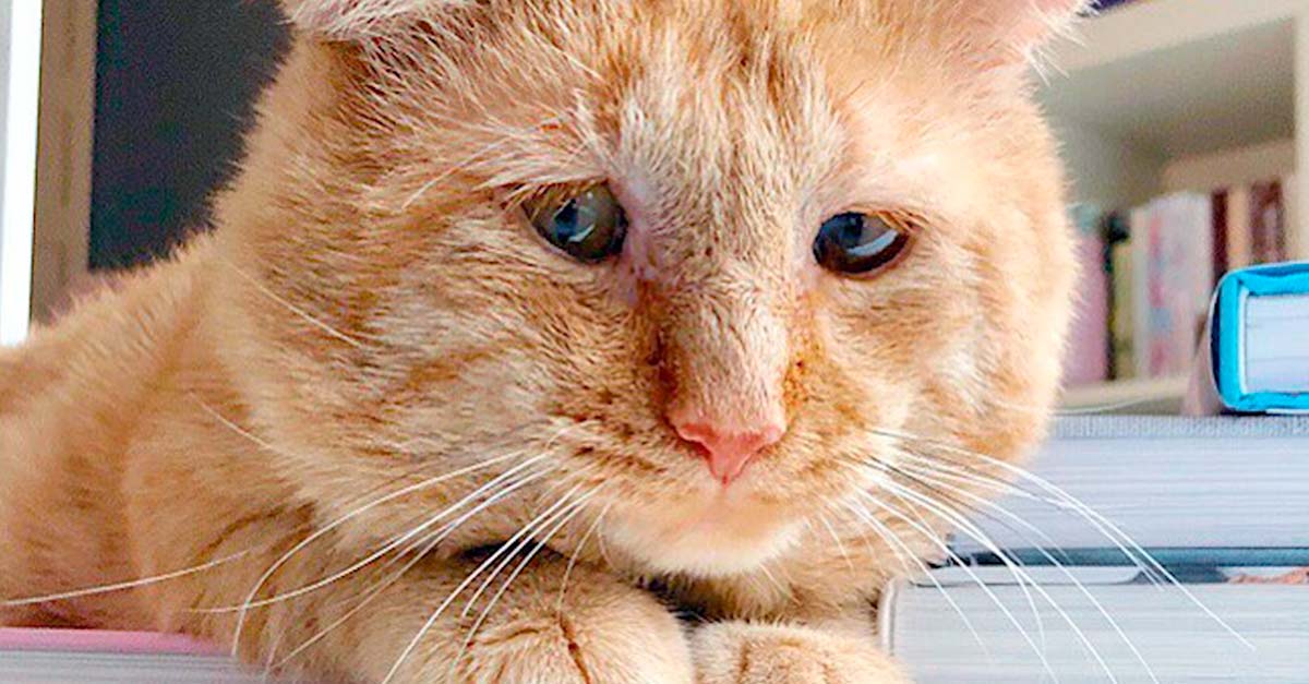 7 años en la calle dejaron muy triste a este gatito, pero hoy volvió a ronronear
