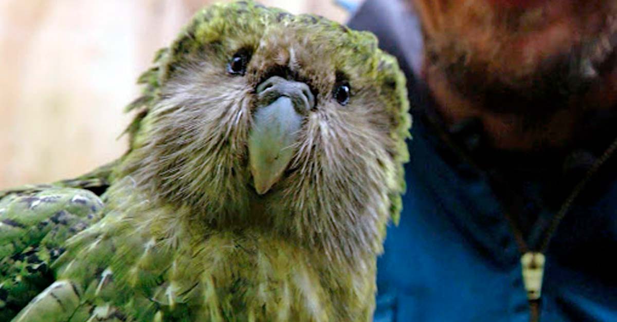 El kakapo, un loro capaz de vivir hasta 90 años… solo quedan 200 en el mundo