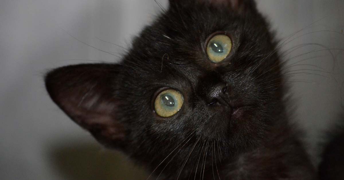 No más ignorancia, están sacrificando gatos negros para hacer remedio contra el COVID