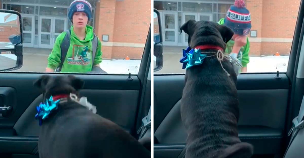 Su mamá encontró a su perrita perdida y se la llevó de sorpresa a la salida de la escuela