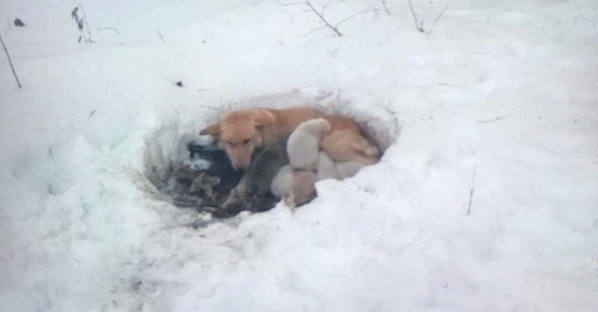 Esta perrita hizo un hueco en la nieve para proteger del frío a sus cachorritos