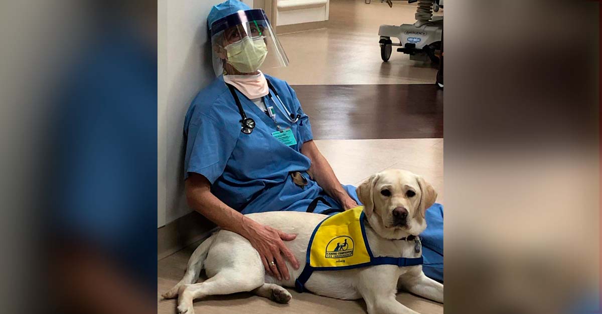Este perrito labrador consuela a los médicos que luchan contra el Covid-19
