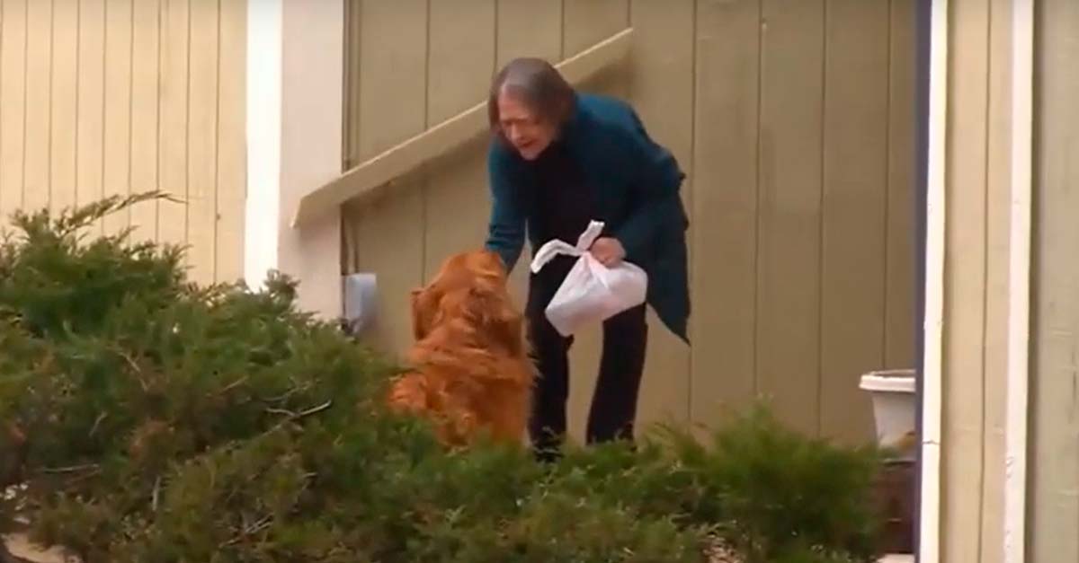 Perrito le lleva la comida a su vecina, una abuelita con problemas respiratorios